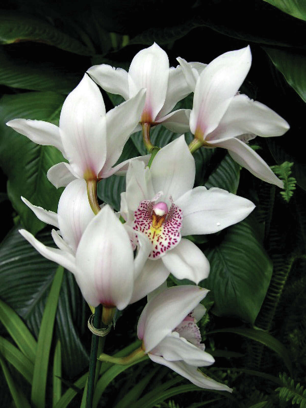 Cymbidium Valley Glory “Pink Halo” orchid featured in the Missouri Botanical Garden’s Orchid Show that runs through Sunday, March 27. This year’s Orchid Show offers visitors the chance to learn more about the habitats of orchids and how they adapt to changing environments.