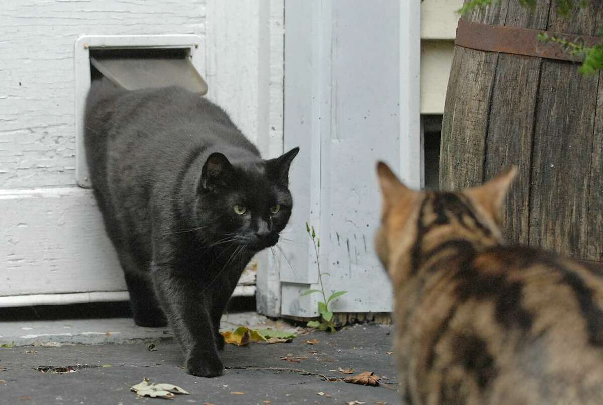 Outdoor cats, like these seen Monday in Guilderland, would be banned from running at large under a Bethlehem neighborhood petition proposing a law to stop trespassing cats. (Lori Van Buren / Times Union)