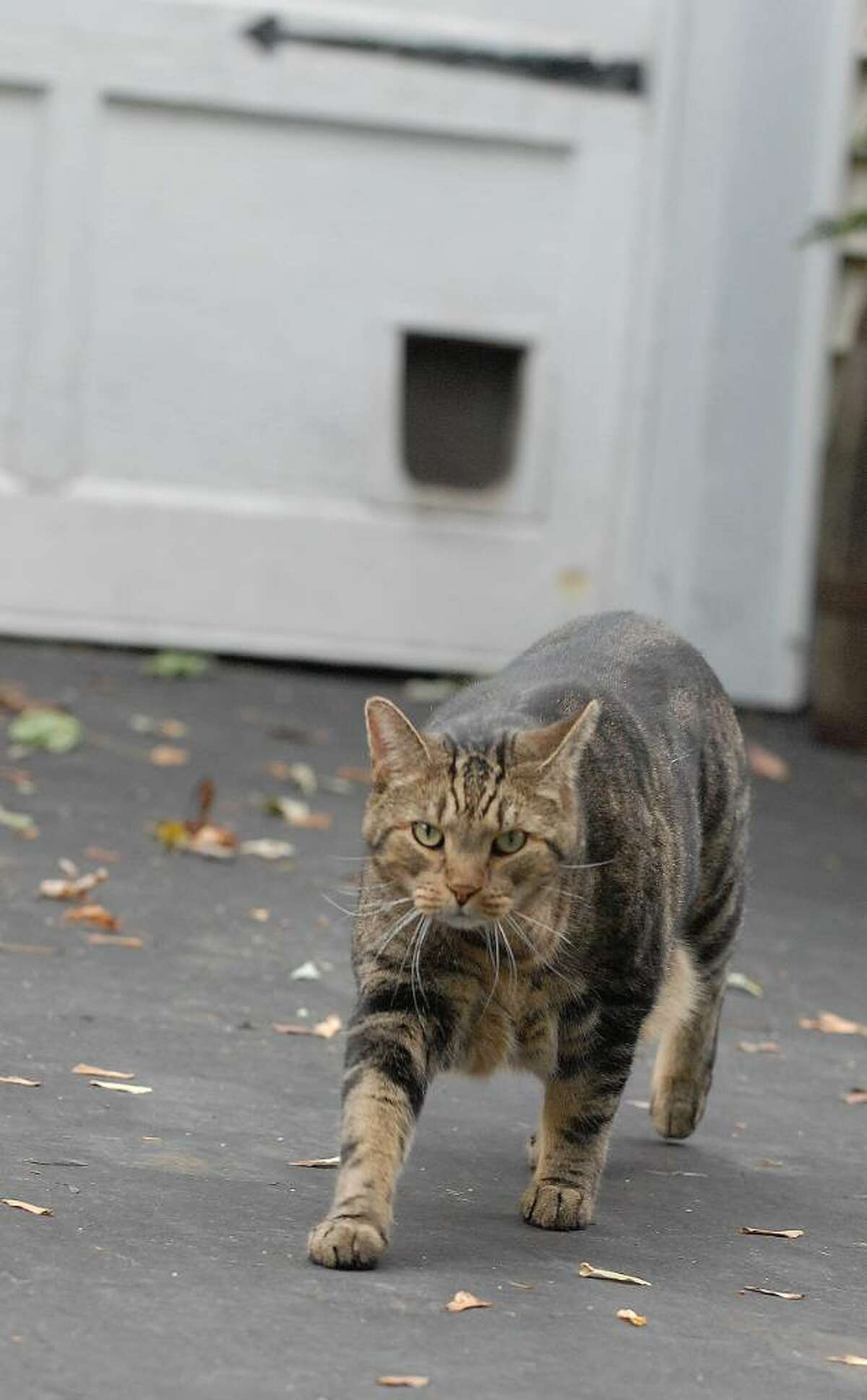 Wandering cats often leave urine and waste in neighbors' yards, a petition for a ban notes. (Lori Van Buren / Times Union)