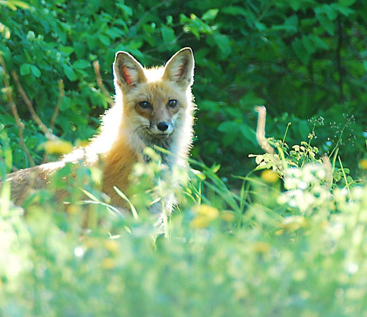 The speculative stare of an adult fox trying to decide if I was a threat, or not. (Bill Danielson)