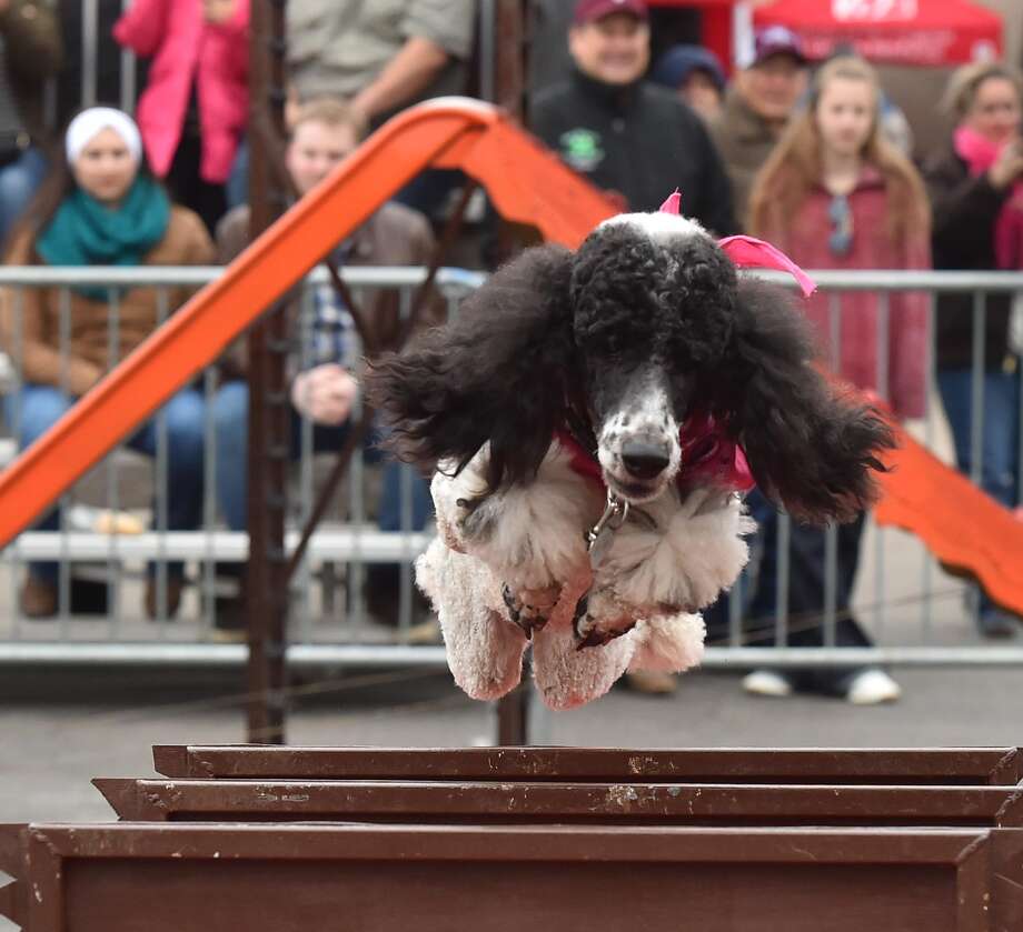 one of the pompeyo family dog show poodles flies over an