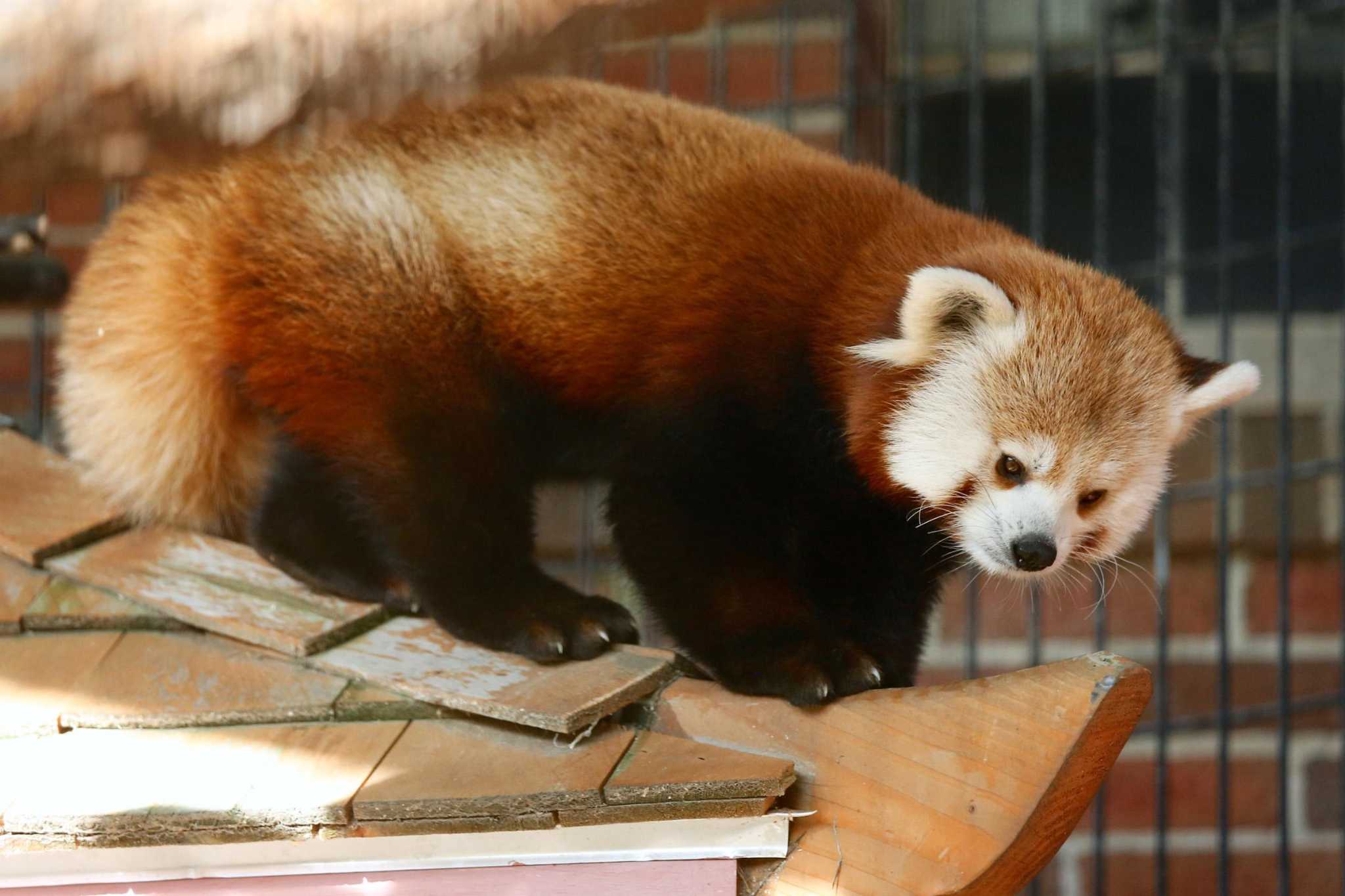 Love is in the air at Beardsley Zoo