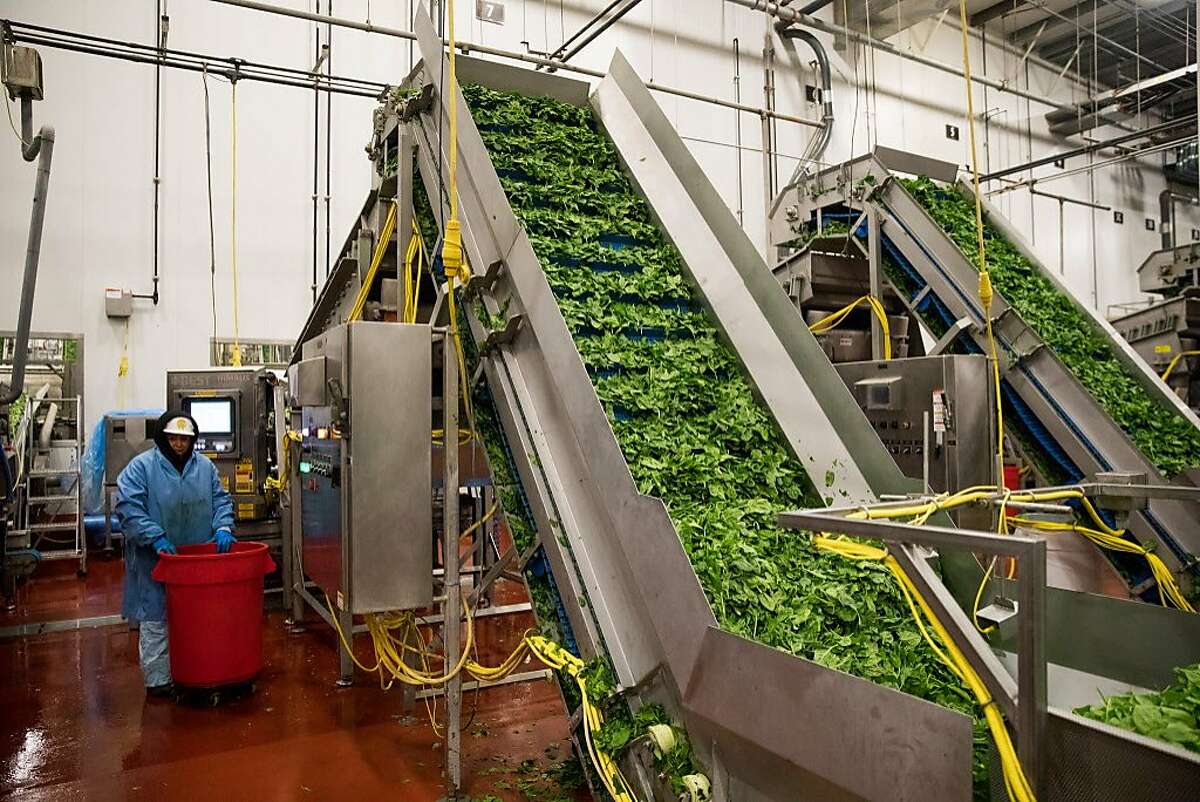 Leafy greens head up the conveyor belt to an optical sorter at the Taylor Farms processing facility in Salinas, Calif. Thursday, July 20, 2017. The sorter utilizing laser sensors to detect and foreign material or quality defects.