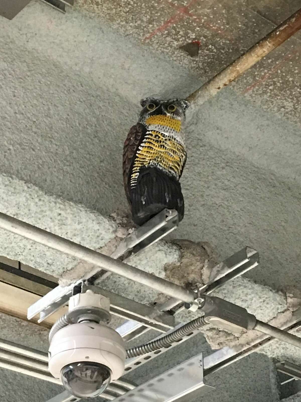 Owl decoys keep watch over the Powell Street BART station on February 12, 2018.