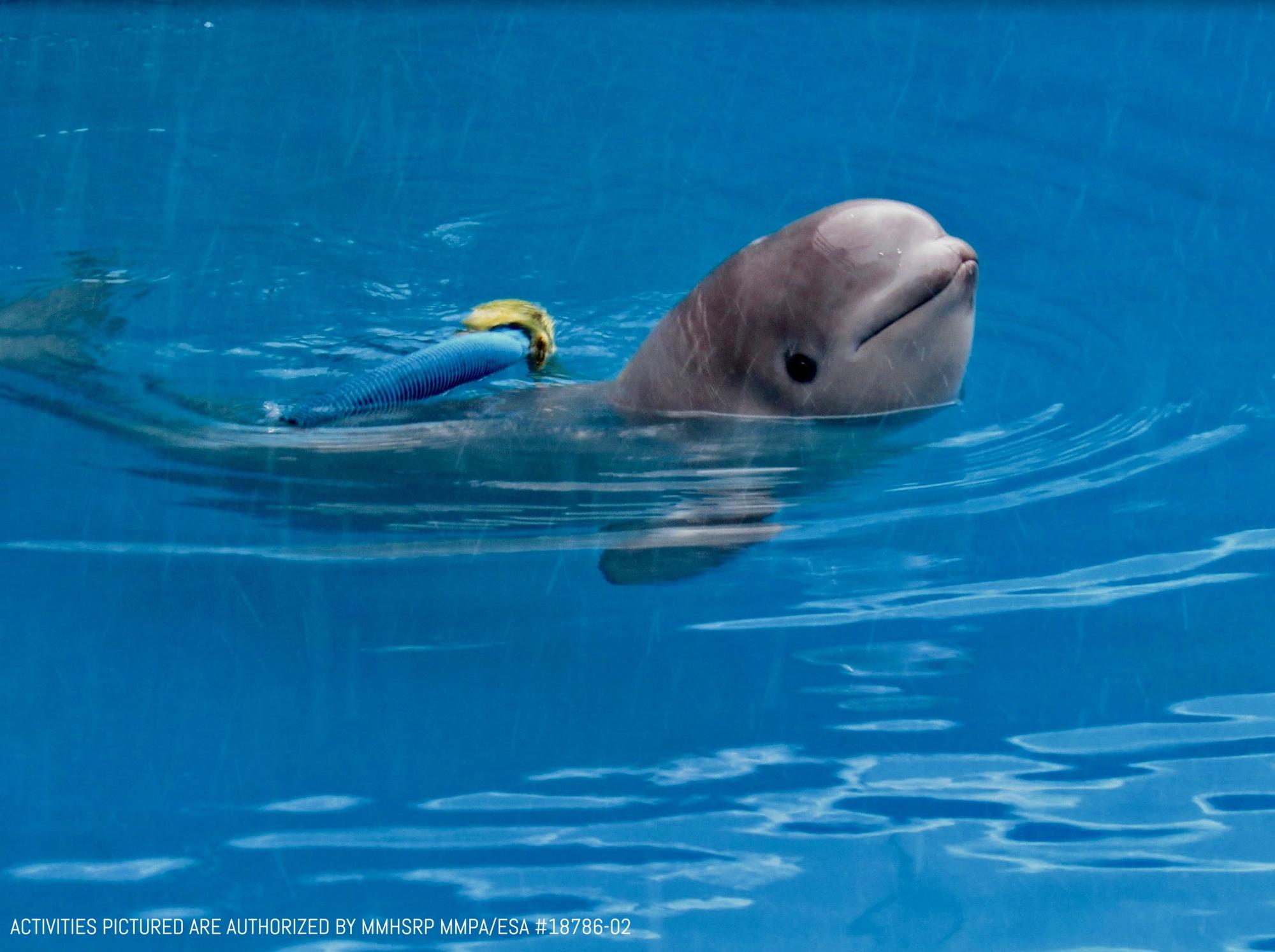 Baby beluga whale Tyonek’s unusual, 4,000-mile journey to San Antonio