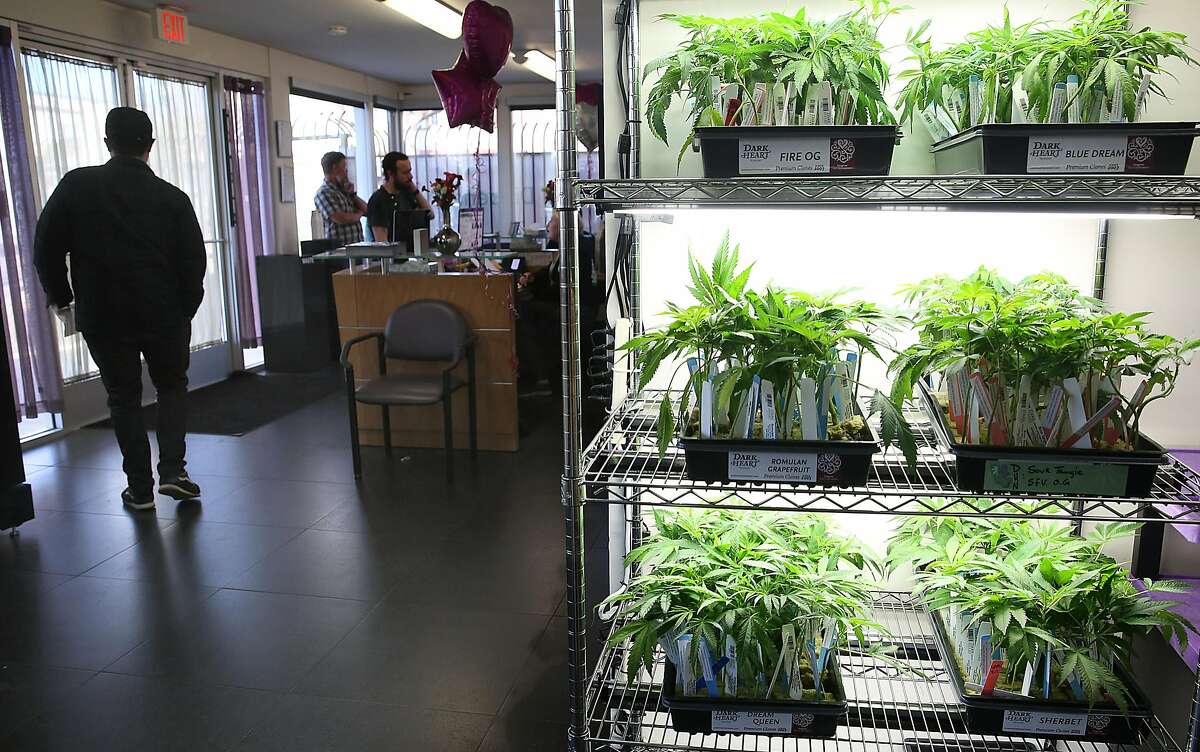 Cannabis plants sold at Berkeley Patients Group, the city's oldest dispensary on Monday, February 12, 2018, in Berkeley, Ca. Berkeley city council is considering a measure that would declare the city a sanctuary for legal adult use cannabis