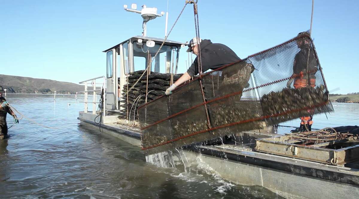 Out on Tomales Bay with Hog Island Oyster Co. Here's how 3.5M oysters