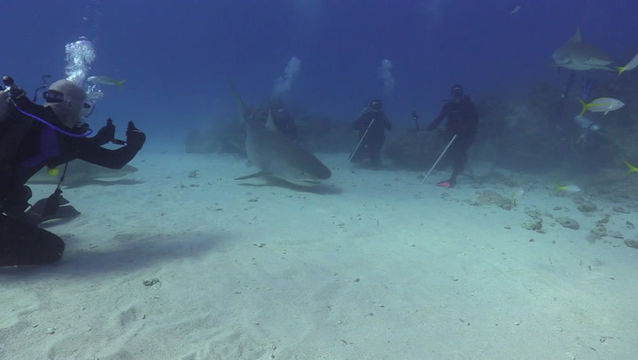 These are the known sharks tagged and tracked in Texas coastal waters