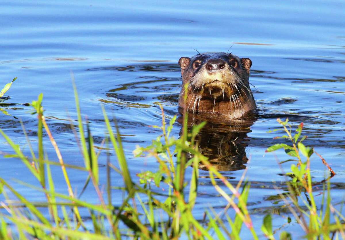 Encountering a Texas river otter, a rare experience outside a sliver of southeast Texas just a generation ago, has become more common as the aquatic mammals appear to be expanding their population and recolonizing much of their native range in the state.