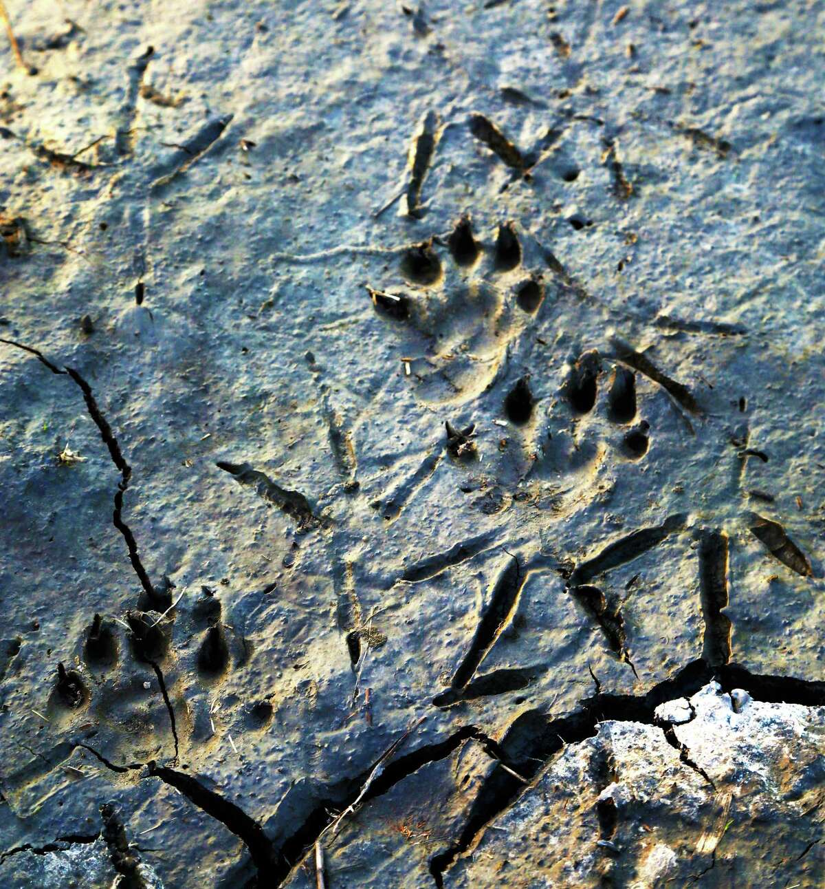 Otters making a welcome return to Texas waterways