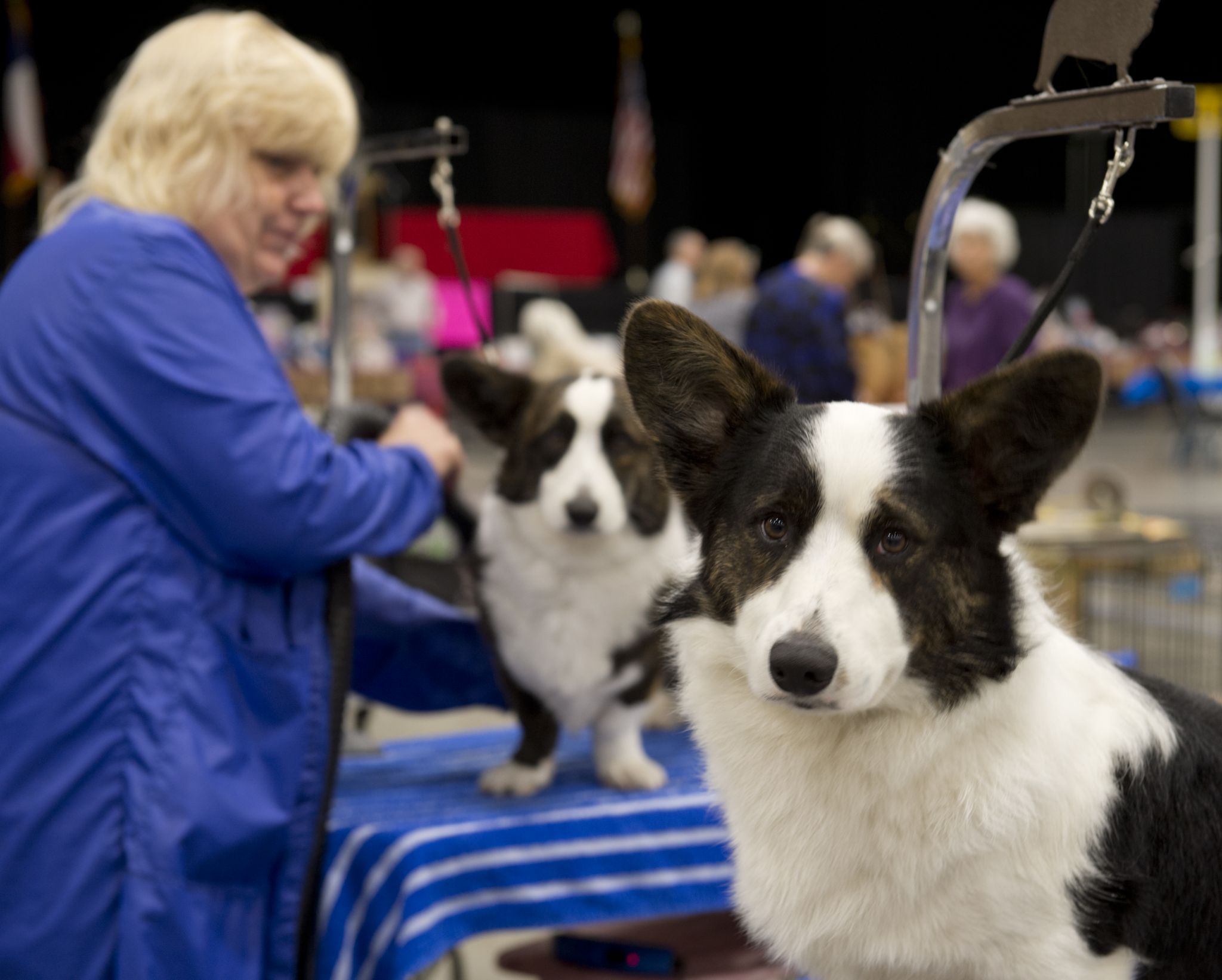 West Texas and Big Spring Kennel Club's Dog Show