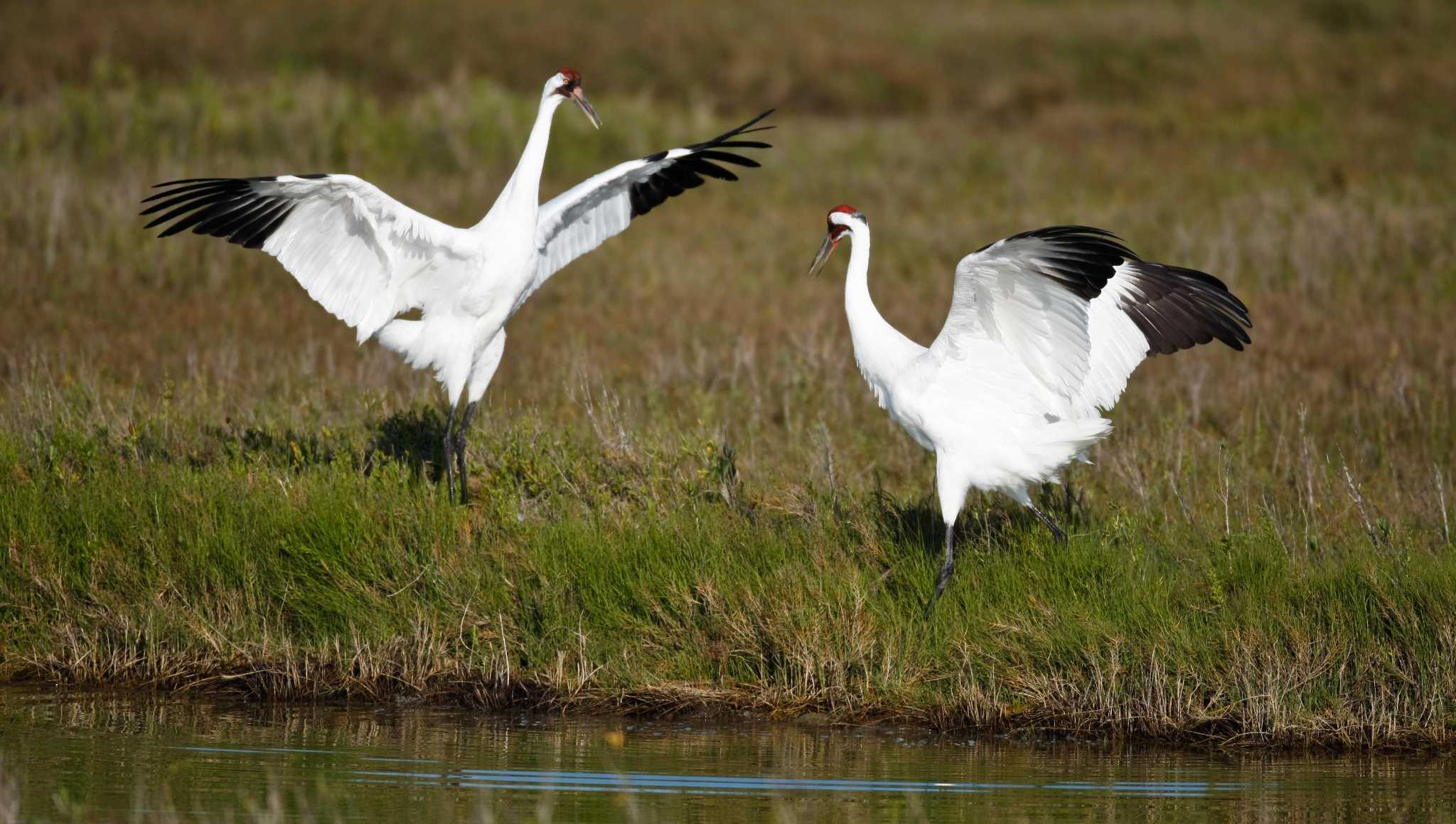 Whooping cranes are back for annual Port Aransas festival