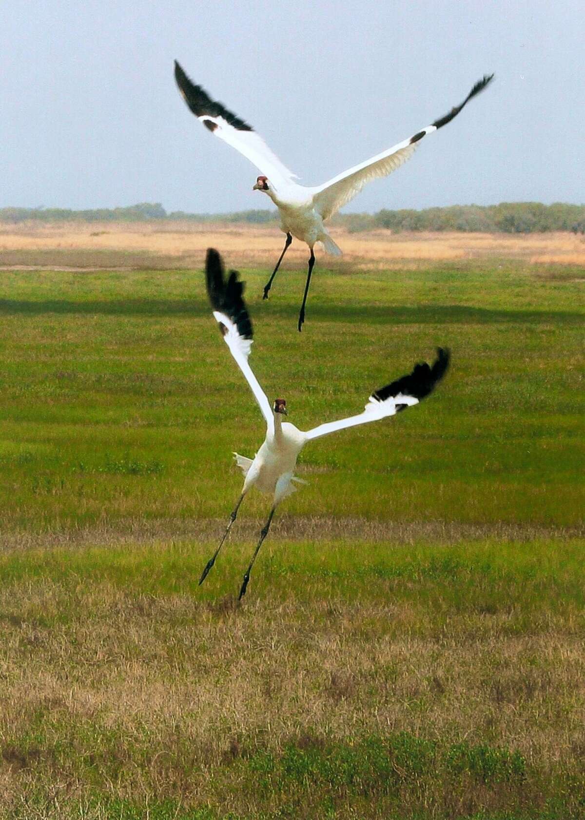 Whooping cranes are back for annual Port Aransas festival