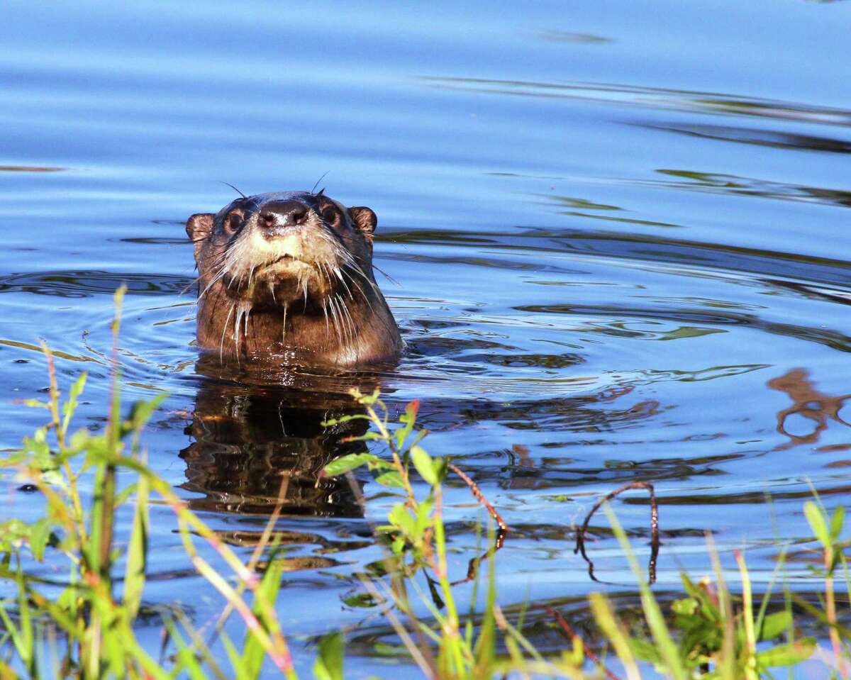 Otters making a return to Texas waterways