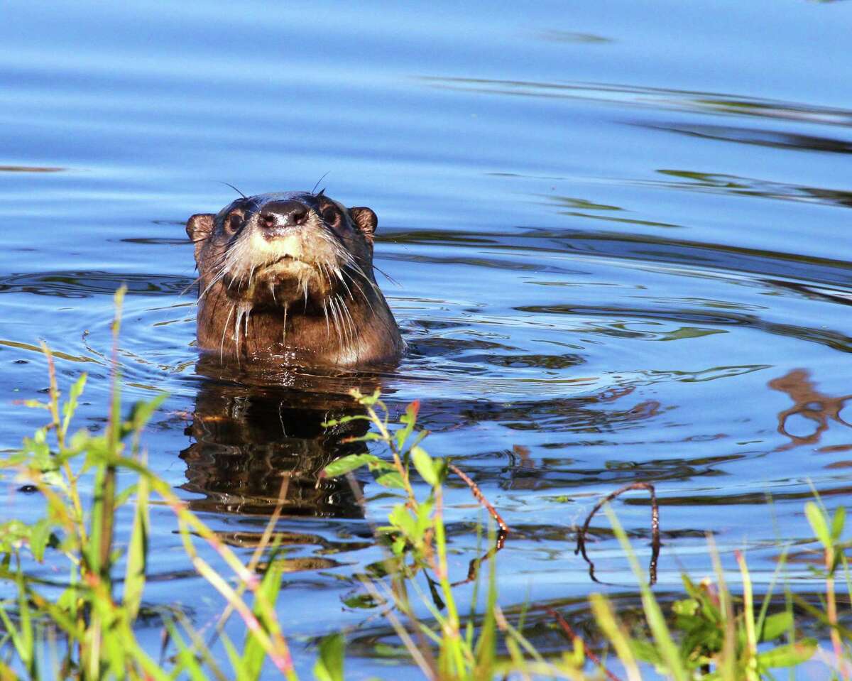 Encountering a Texas river otter, a rare experience outside a sliver of southeast Texas just a generation ago, has become more common as the aquatic mammals appear to be expanding their population and recolonizing much of their native range in the state.