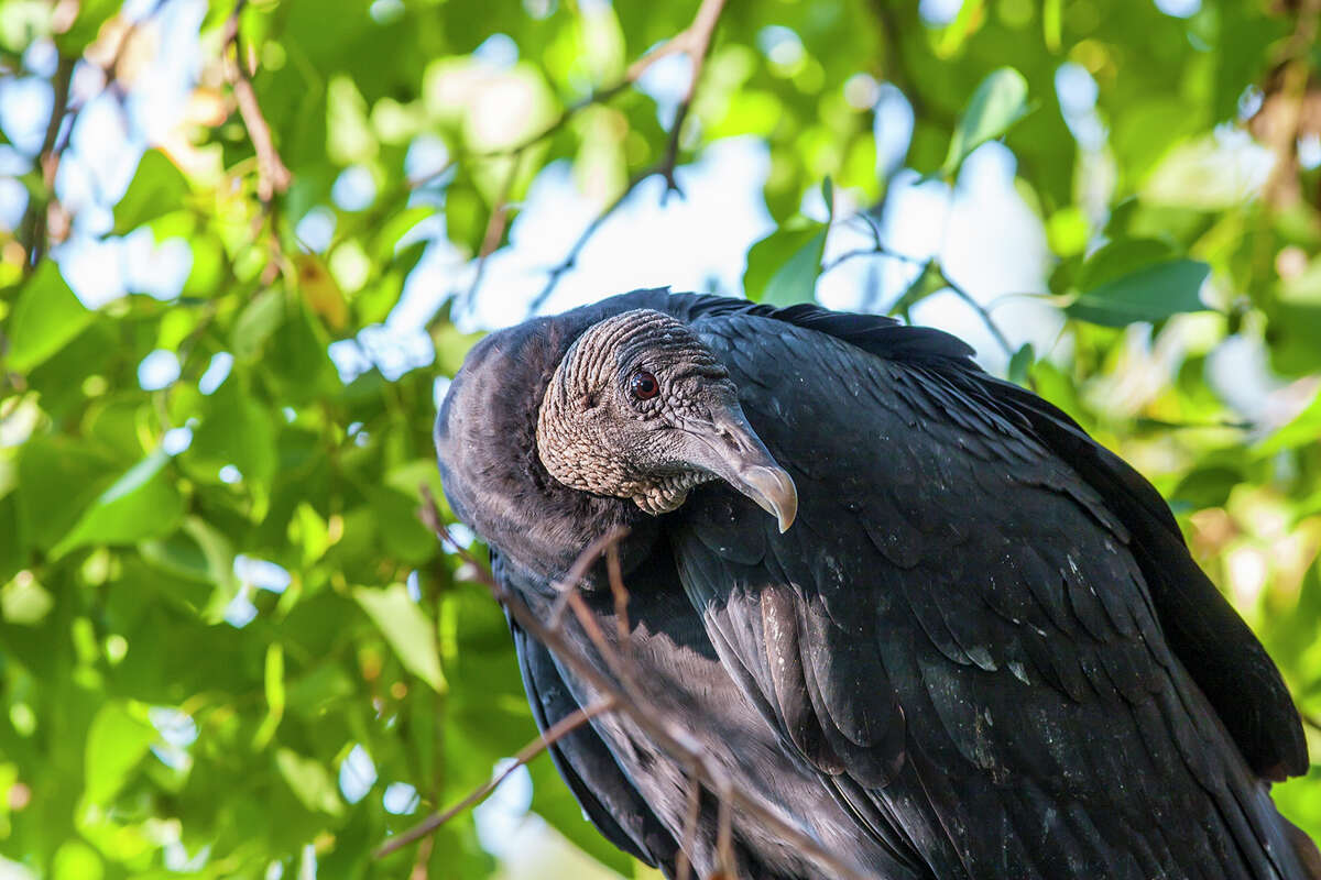 Black vultures donÂ?’t have a good sense of smell. They have keen eyesight so notice when other animals are devouring their kill. Photo Credit: Kathy Adams Clark. Restricted use.