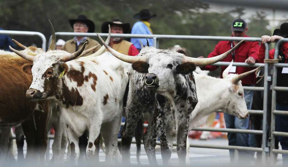 Texans Choose Longhorn Steer As Featured Animal For Frontier