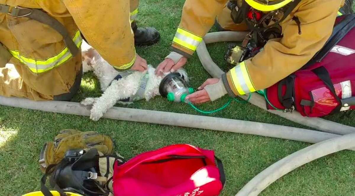 Firefighters attempt to resuscitate a dog pulled from a Bakersfield house fire on Wednesday, July 19, 2017.