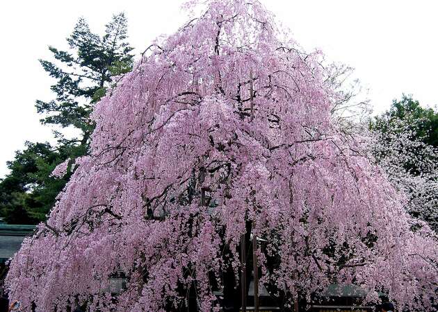 Ornamental cherry trees bring a waterfall of blooms