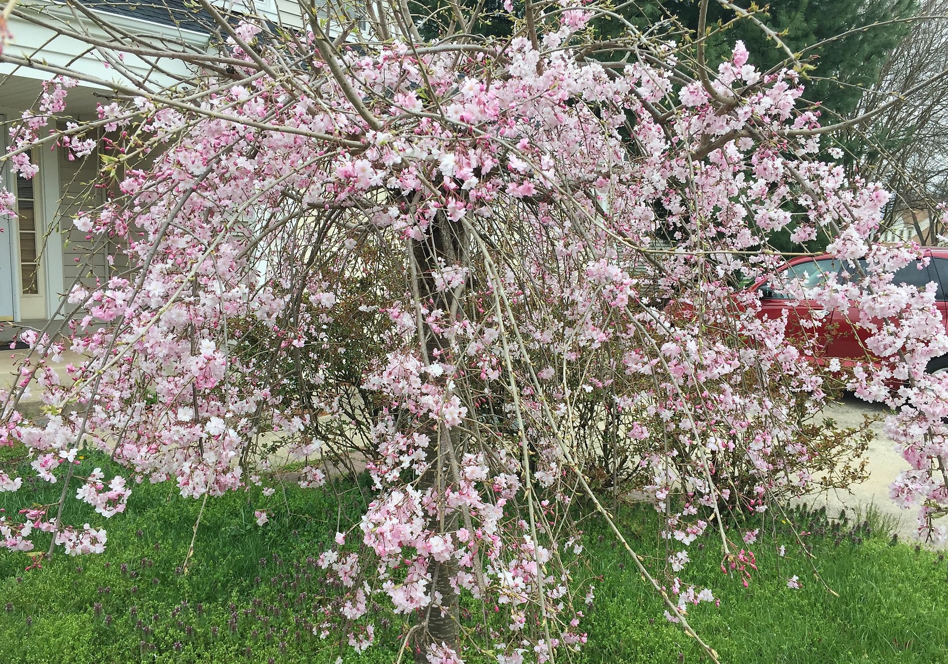 Ornamental cherry trees bring a waterfall of blooms