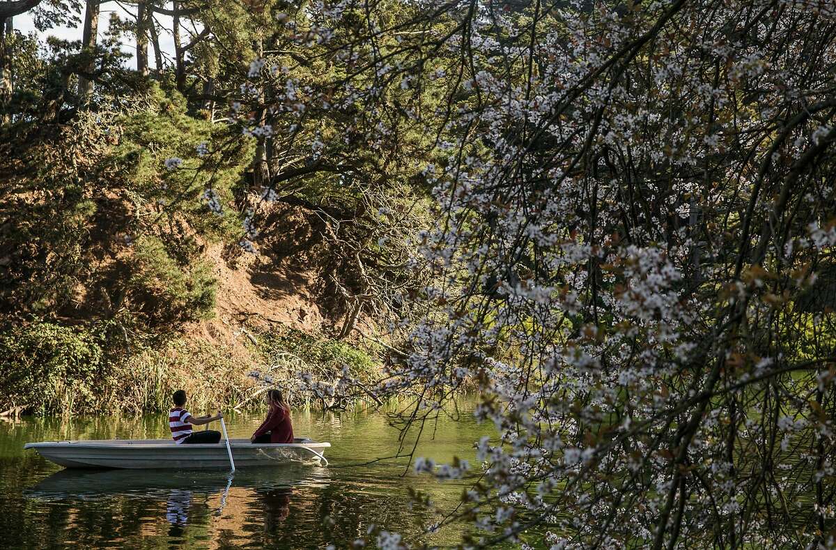 A couple rows a small boat past a tree of cherry blossoms along Stow Lake in Golden Gate Park Wednesday, Feb. 14, 2018 in San Francisco, Calif.