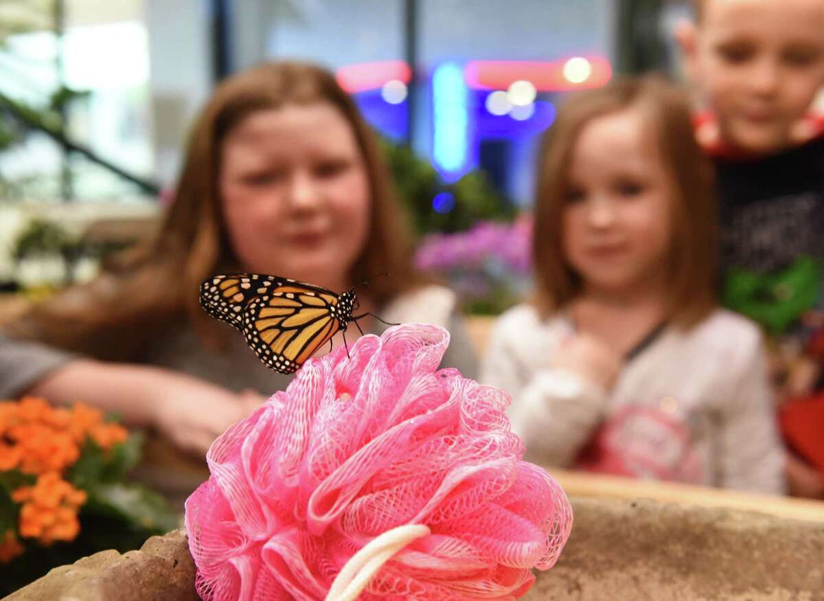 From left, Siblings Ella Pytlovany, 10, Sadie Robyck, 4, and Logan Robyck, 6, of Sloansville look at a Monarch butterfly at the "Discover Butterflies" exhibit at miSci on Friday, Feb. 16, 2018 in Schenectady, N.Y. (Lori Van Buren/Times Union)