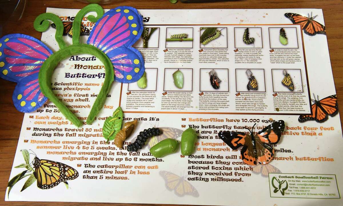 Photos Butterflies back at miSci