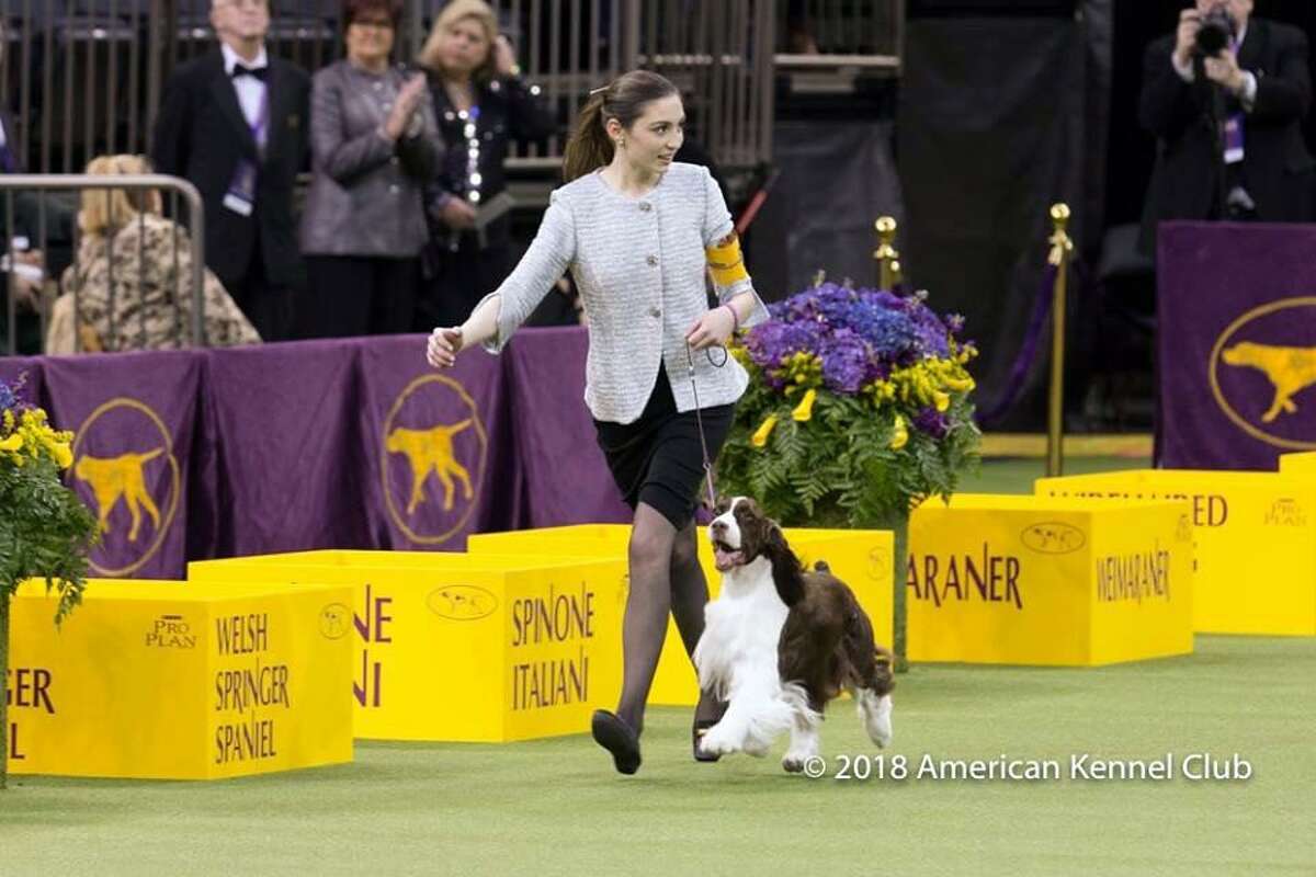 Lily Mancini, 18, of Sherman, with her dog, Liam, won Best Junior Showmanship Championship at the Westminster Dog Show Tuesday, Feb 13, 2018.