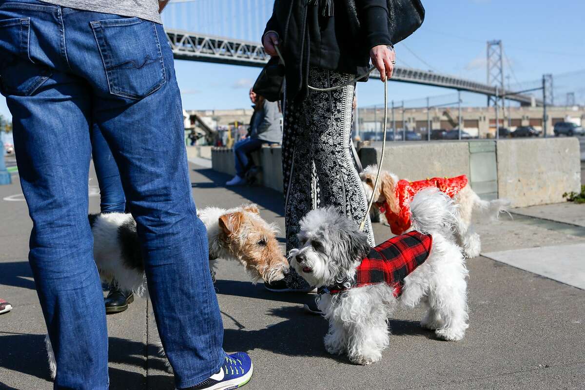 Owners walk their dogs for the Puppy Embarcadero Walk to celebrate the Year of the Dog on Sunday in San Francisco.