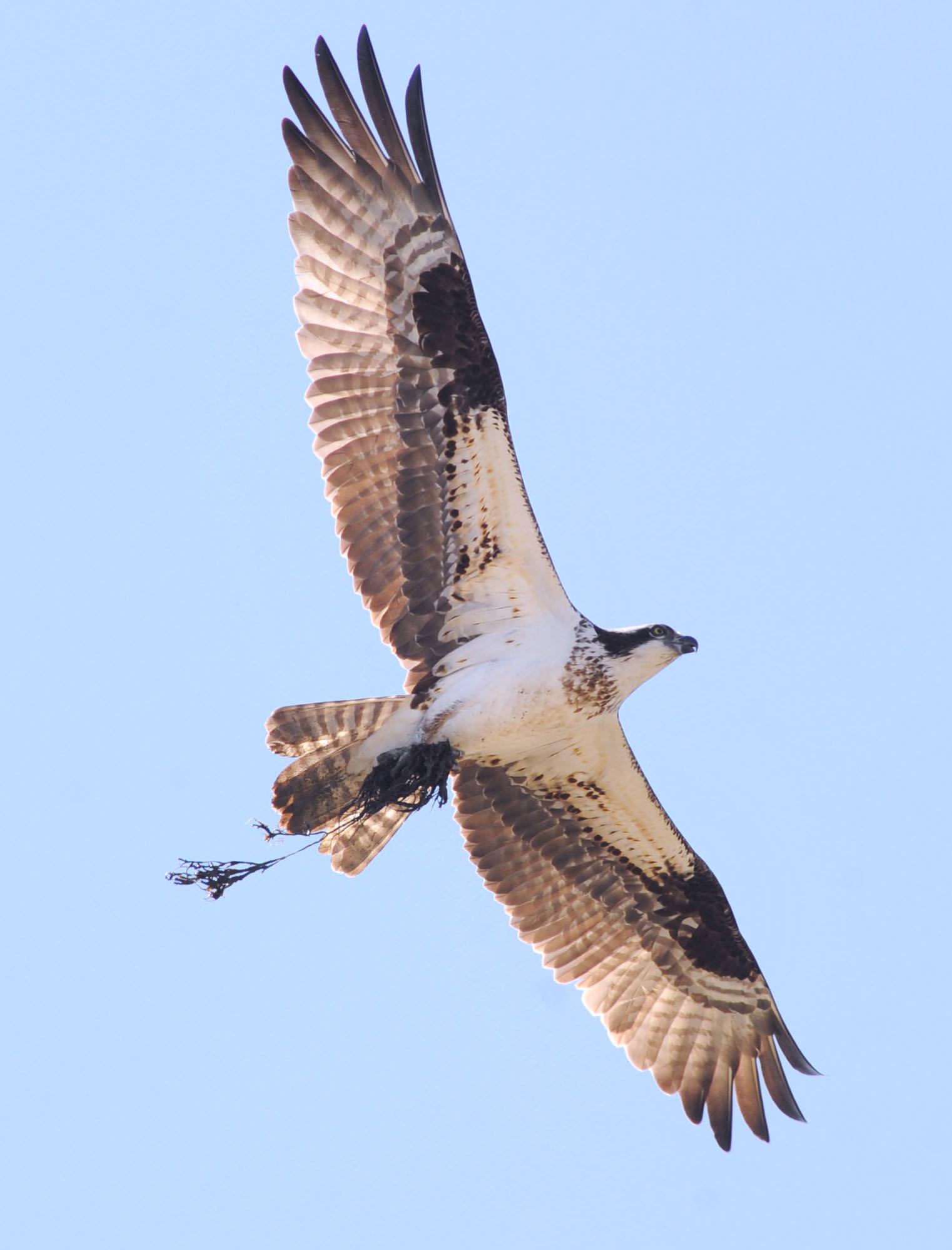 Osprey population healthy, Conn. Audubon says