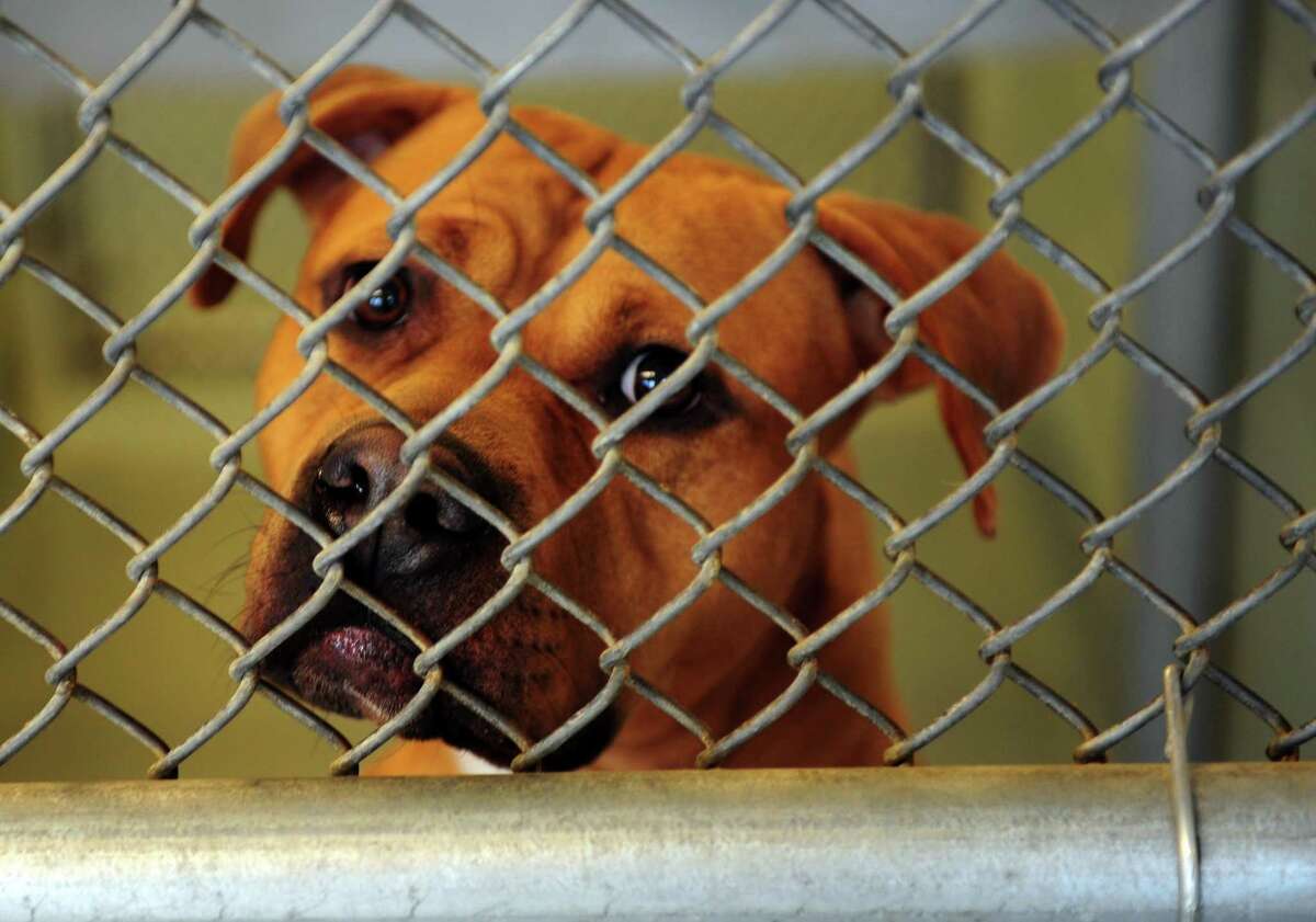A pit bull named Coraline waits to be adopted at the Bridgeport Animal Control Center on Evergreen Street in Bridgeport, Conn., on Saturday Aug. 6, 2016.
