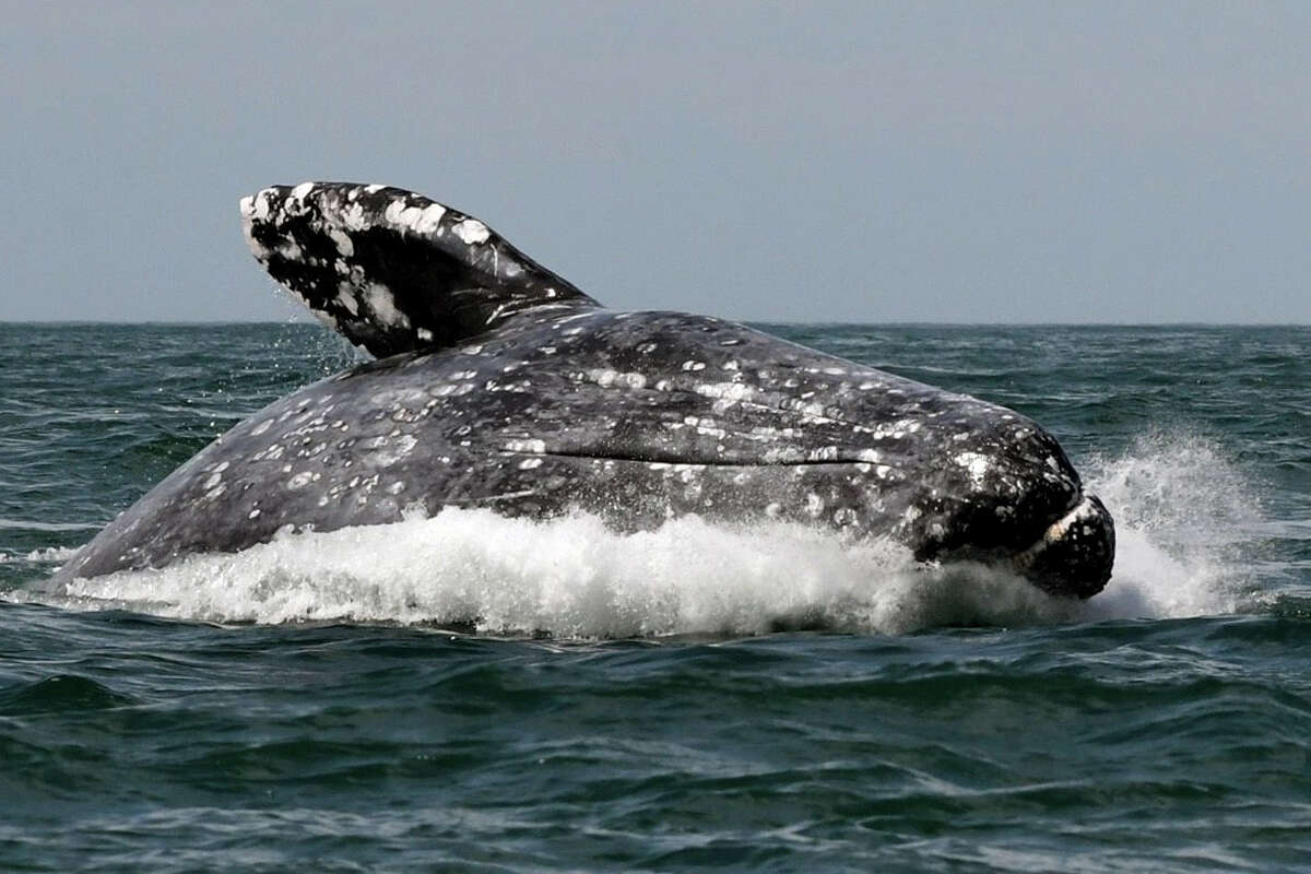 Grey whales often called friendly whales make. Серый кит Охотоморская популяция. Калифорнийский серый кит. Серый кит (чукотско-Калифорнийская популяция). Остров Врангеля серый кит.