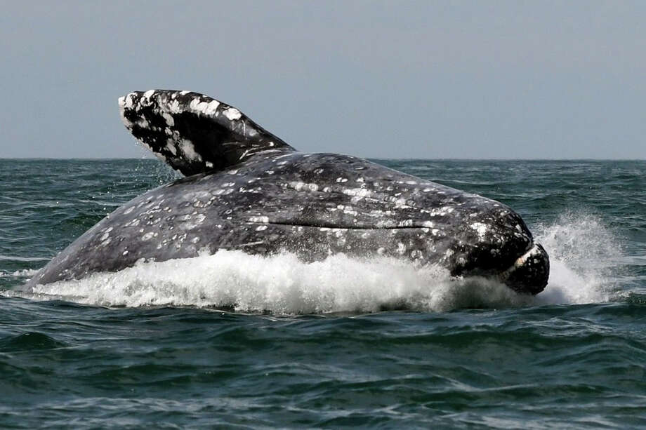 81 gray whales spotted off Point Reyes Saturday — and more are on the