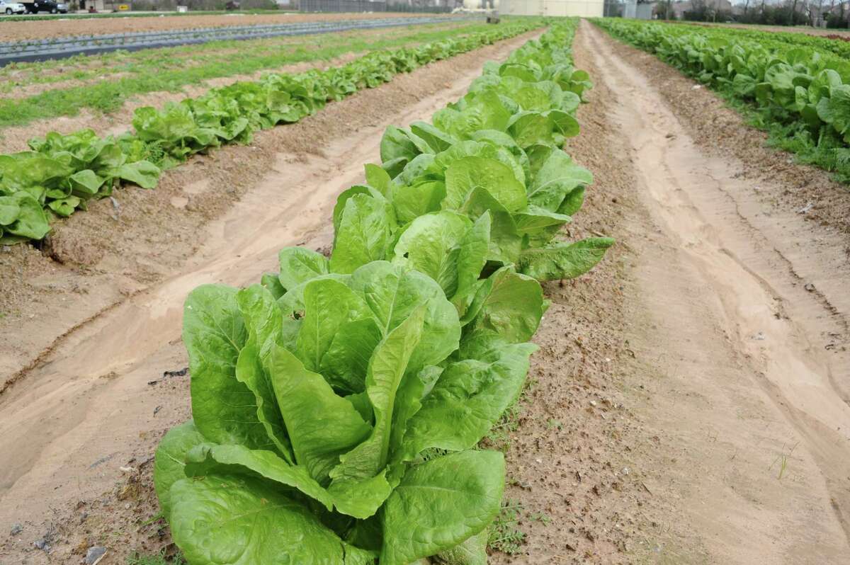 A row of Romaine lettuce (center) and leaf lettuces in adjacent rows. An E.coli outbreak thought to have stemmed from Romaine recently hospitalized at least 26 people in the U.S. and Canada — including two in Connecticut.
