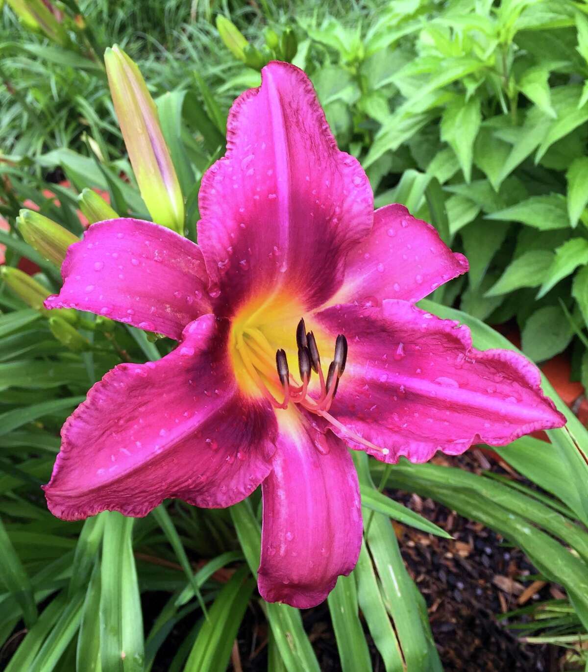 Late September and early October are the best times to separate overcrowded daylilies, but late winter is also a good time, before they really start growing.
