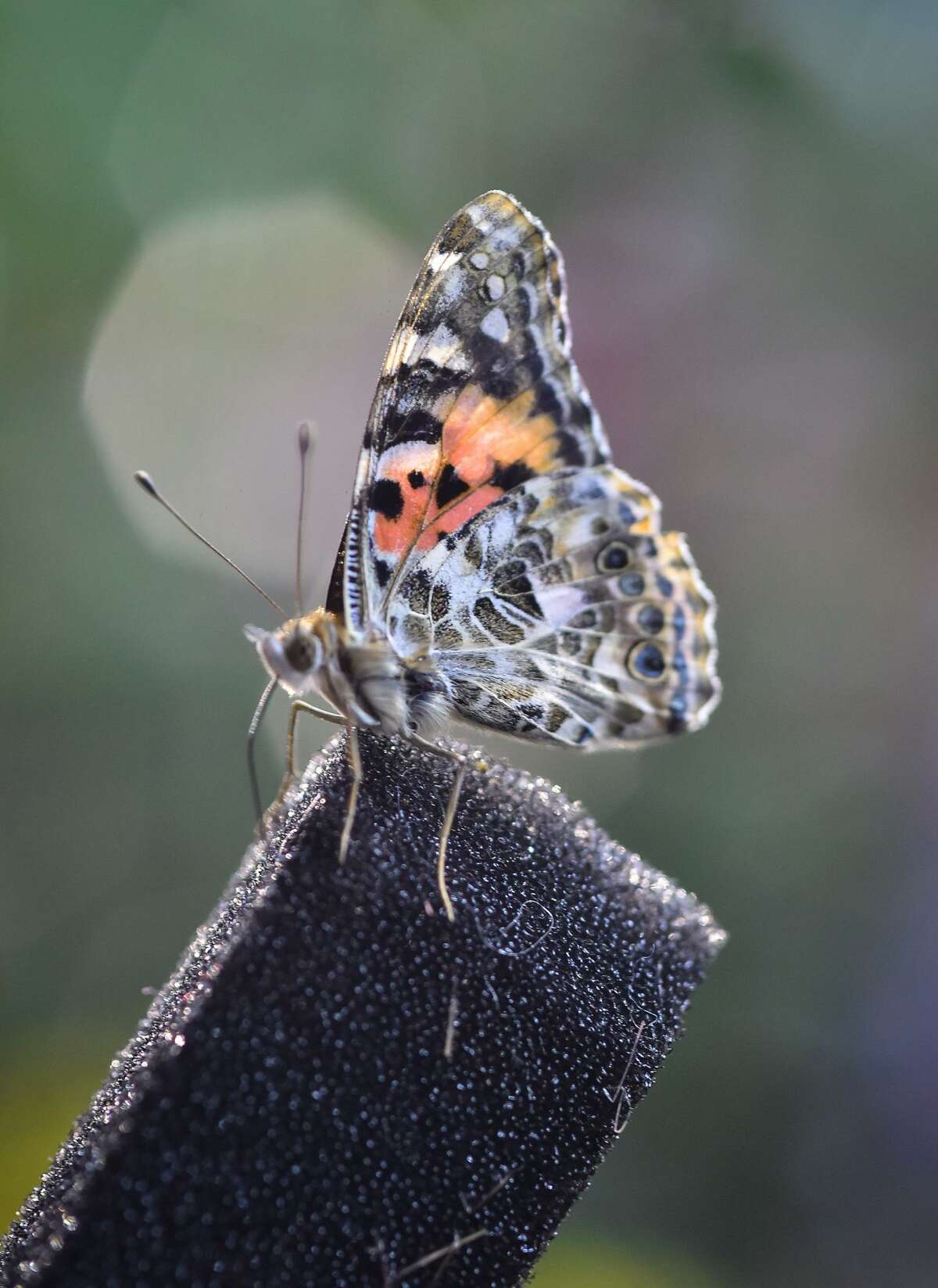 Butterfly Encounter at San Antonio Stock Show & Rodeo thrills visitors ...