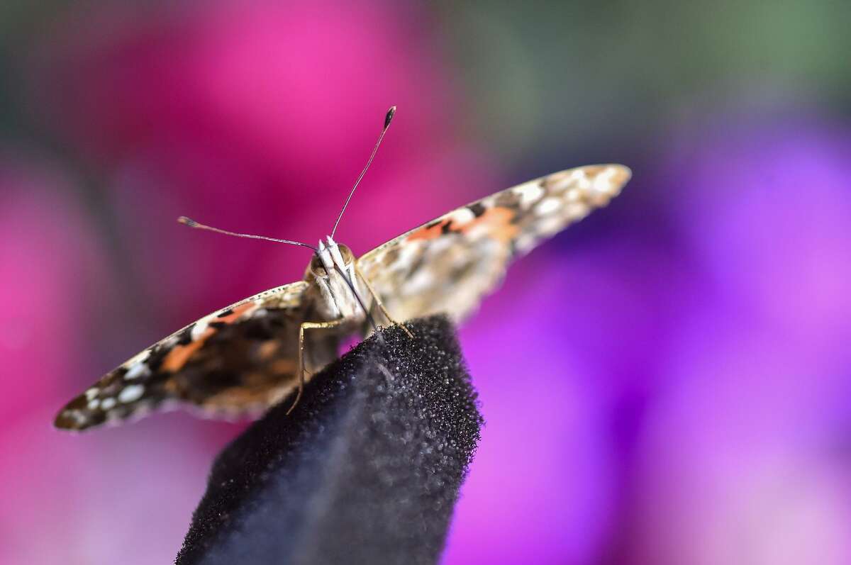 A painted lady butterfly inside a walk-through exhibit t the San Antonio Stock Show and Rodeo. The exhibit offers visitors a chance to walk among hundreds of butterflies, learn about the butterfly life cycle.