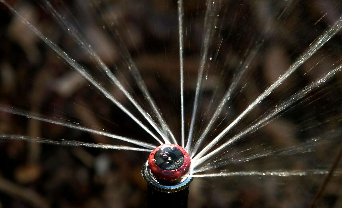 A high efficiency sprinkler waters a drought resistent sustainable garden in Concord.