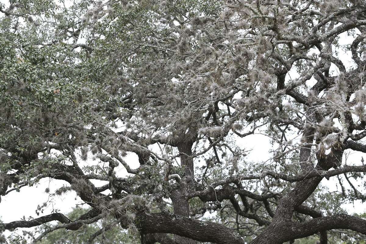 Once healthy live oak trees show the devastating effects oak wilt infestation on the north side of San Antonio on November 25, 2015.