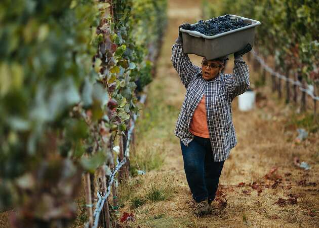 How Maria Echavarria, against all odds, forged a 30-year career in the vineyards