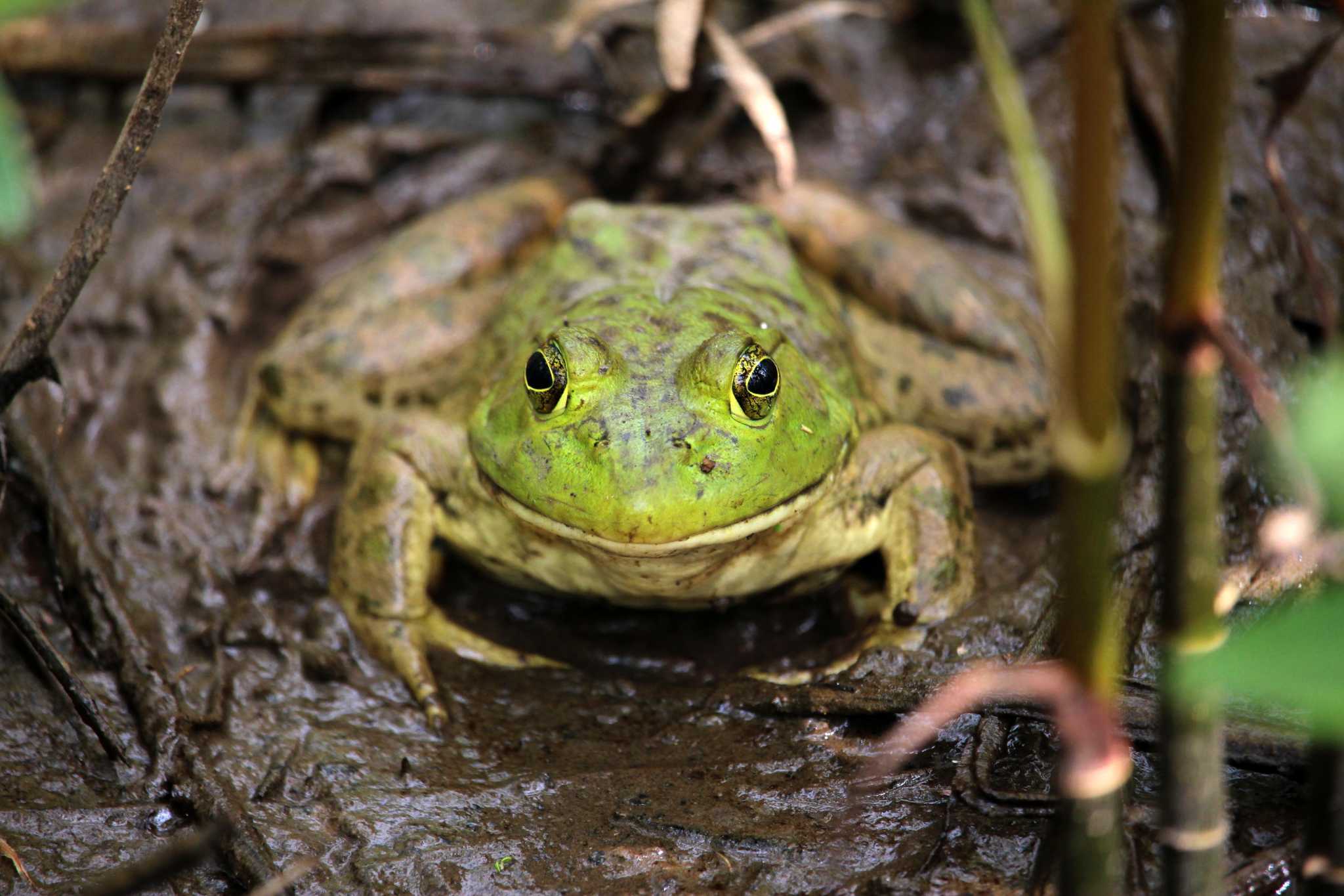 ‘Frog watch’ volunteers needed