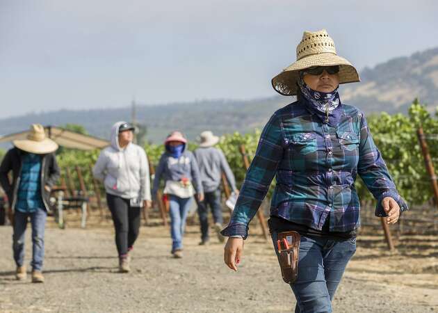 Increasingly, California vineyards field a workforce of women