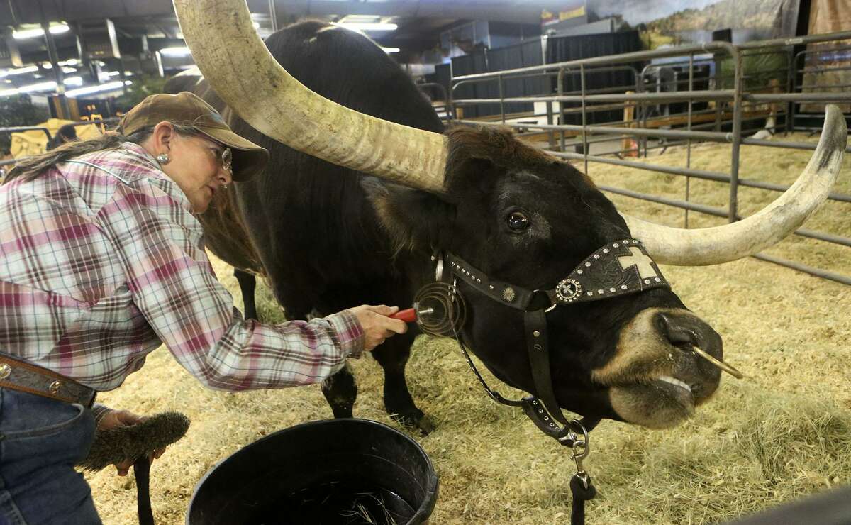 Jacqui Jackson strokes the cheek of Casino the the longhorn Tuesday February 20, 2018 at the San Antonio Stock Show and Rodeo. Longhorns are on dispaly at the Wildlife Expo Center. The longhorns are from the Cross "T" Ranch in Bandera, Texas.