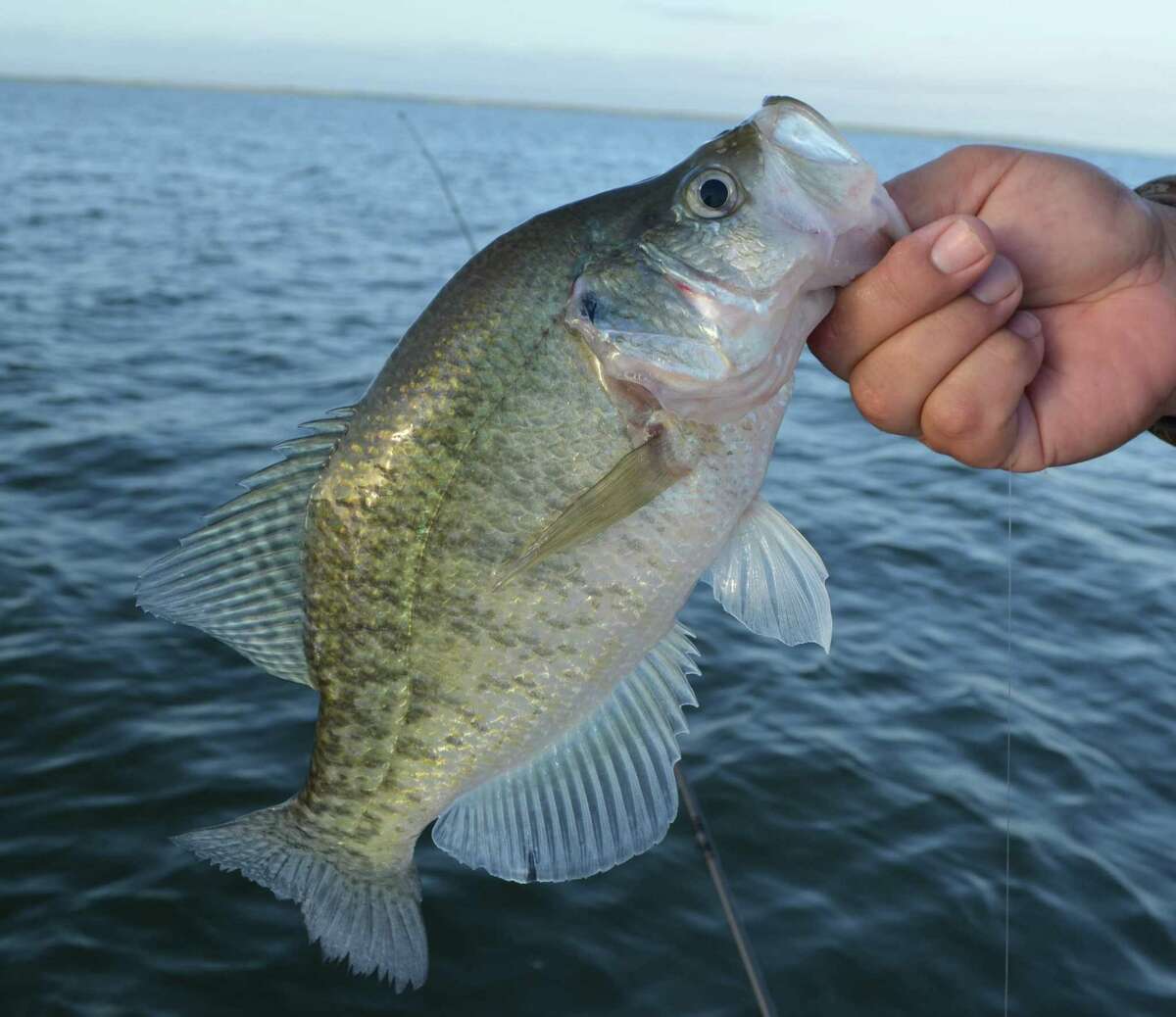 Choke crappie: Habitat enhancements help fire up spring fishing action