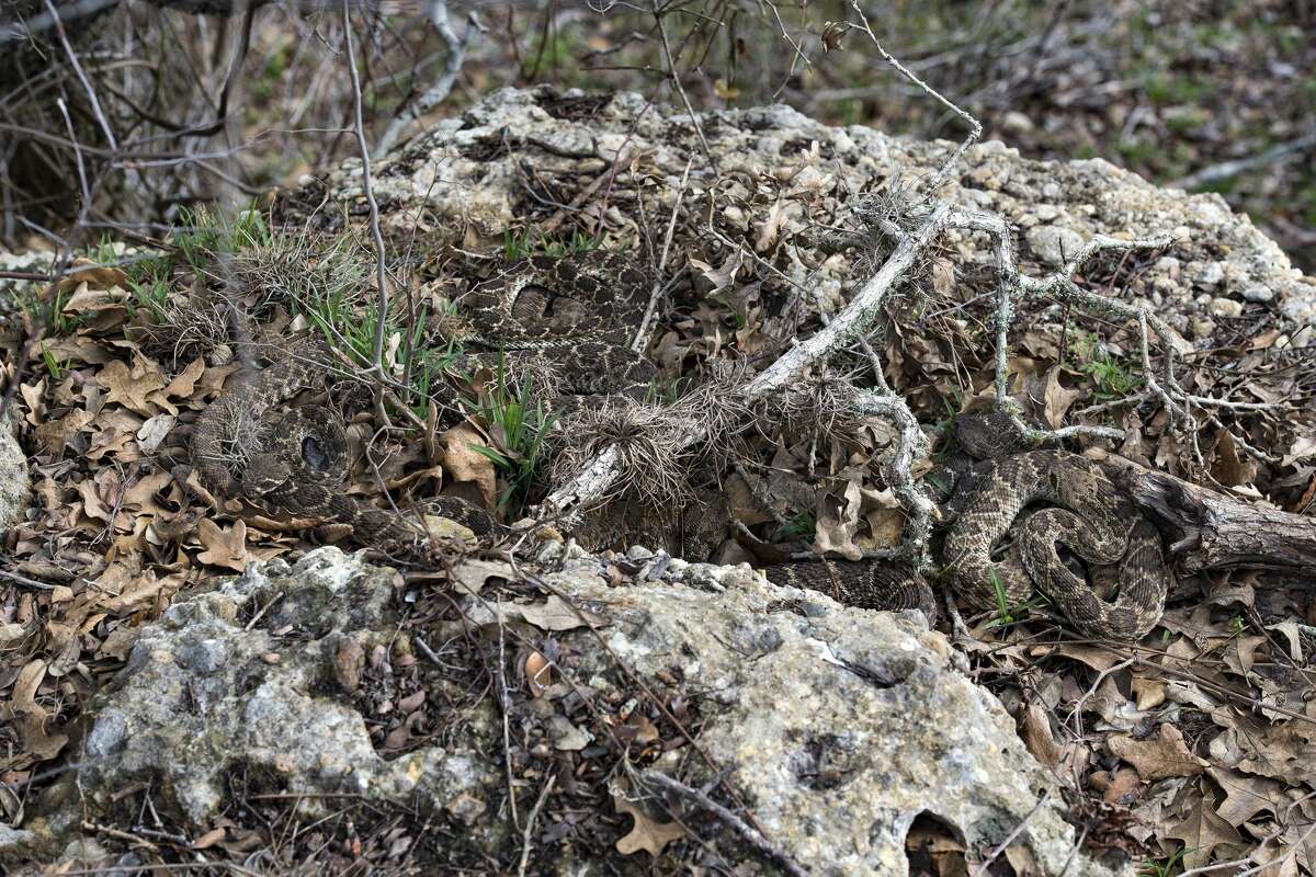 Parks department posts photo of rattlesnake den in Central Texas