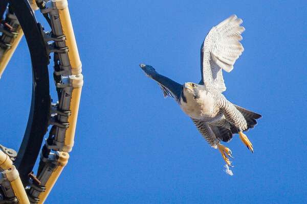 Peregrine Falcons Wintering Downtown From Canada And