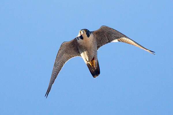 Peregrine Falcons Wintering Downtown From Canada And