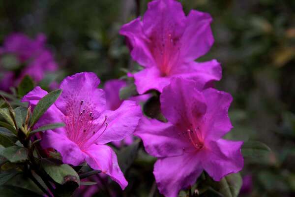 Azalea Trail features River Oaks houses of architect John Staub ...