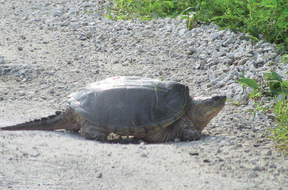 Beverly Watkins | Reader photo A large snapping turtle crosses the road in rural Roodhouse.