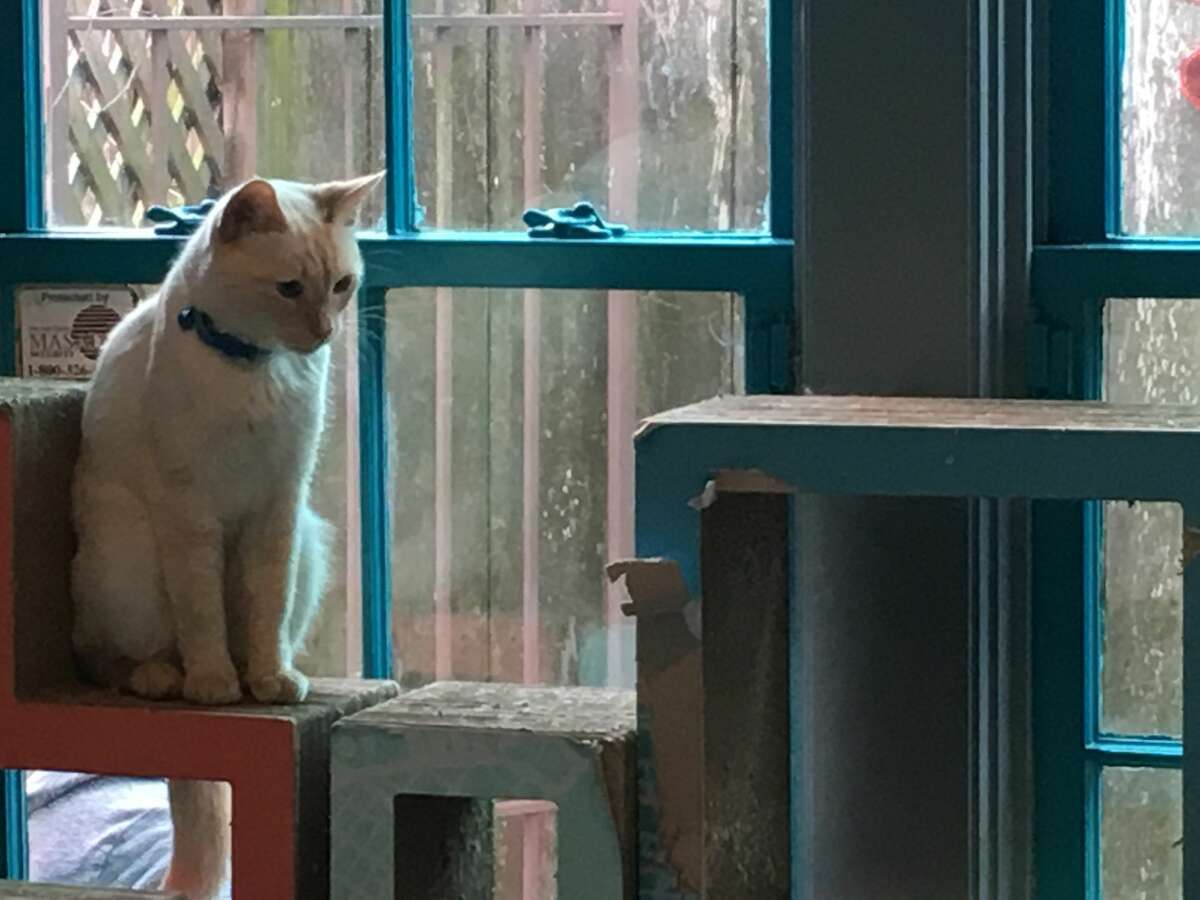 Houston s El  Gato  Coffeehouse Cat  Cafe  burglarized cat  